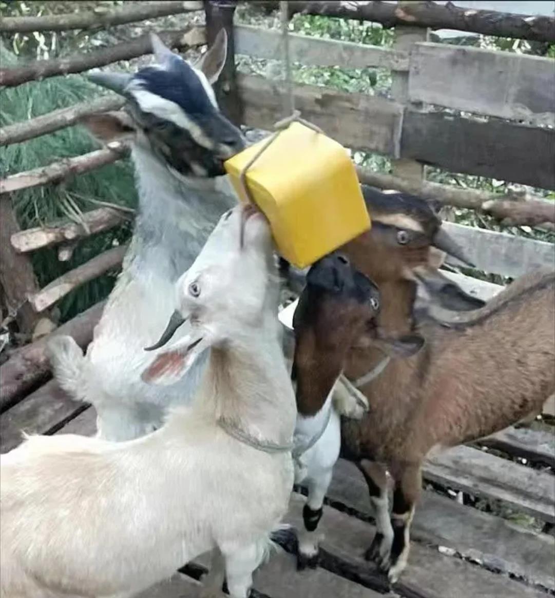 6点夏季养羊心得