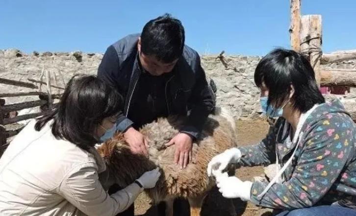 一套“万能”的羊驱虫方法！养羊的朋友收好！