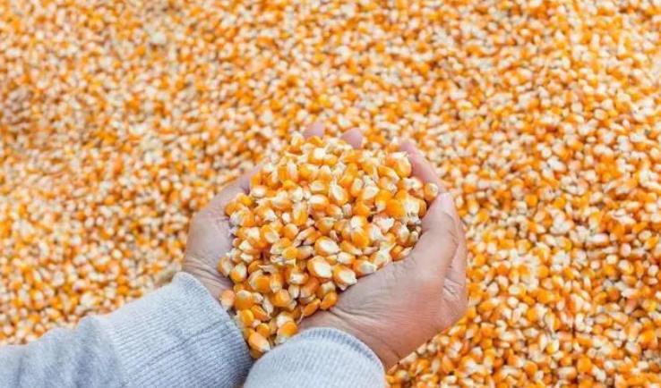 2025年9月30日最新玉米、豆粕价格！
