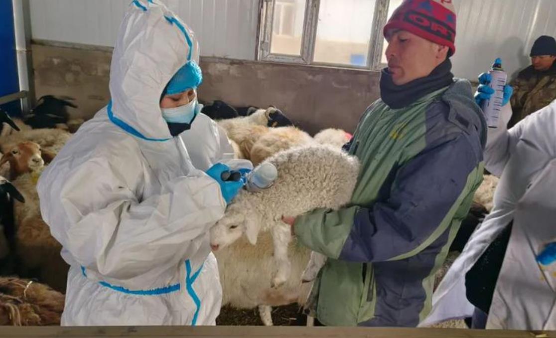 羊群不打三联四防疫苗的后果