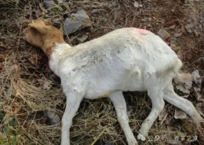 山羊胸膜肺炎，一招搞定