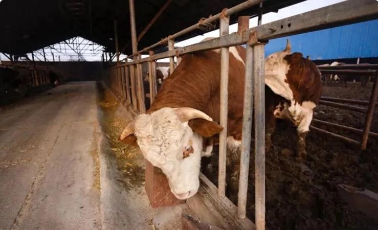 豆渣喂牛最怕啥？一招解决“高水分”和“变质”难题，配方大公开