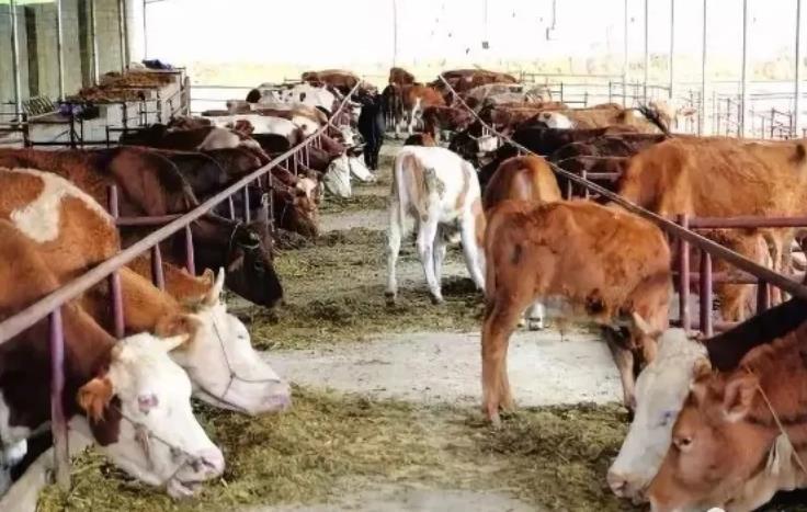 养牛最忌讳的四条，触碰一条必定赔钱！