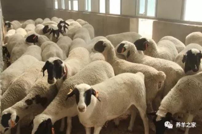 养殖户快看，玉米磨成粉或整粒整粒喂羊，后果很严重！