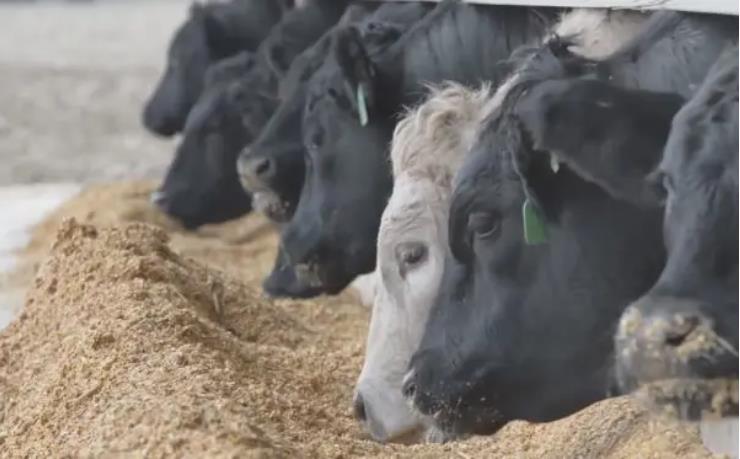 牛生长离不开蛋白质，各阶段加多少合适你知道吗？