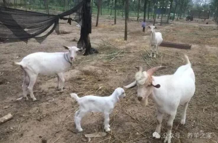 羊常见的几种消化类疾病防治方法！