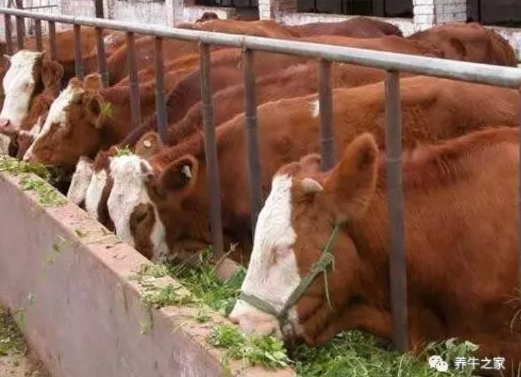 养牛无巧，圈干食饱！养牛人必须了解的20件事