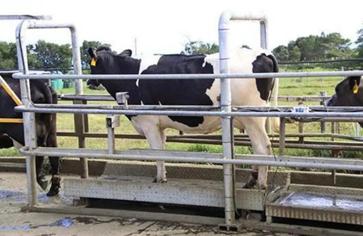 卖牛过地磅不懂这两个办法，就是给别人养牛