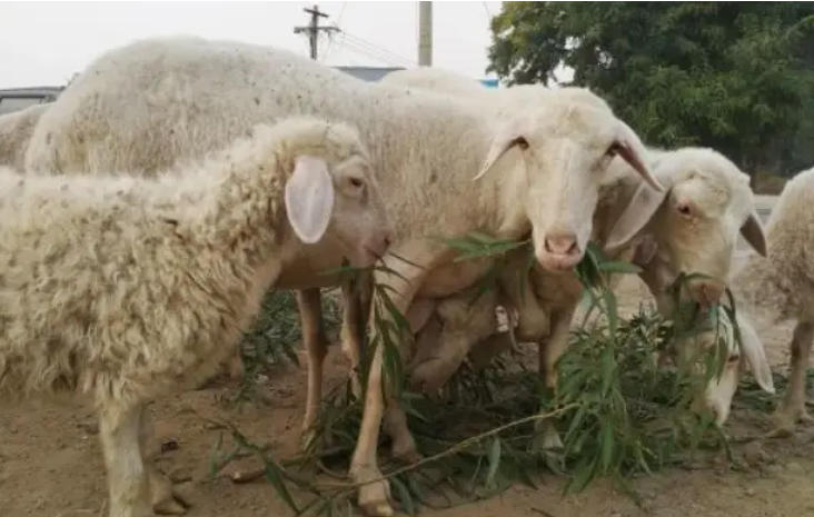 圈养的羊一定不能少了这个！