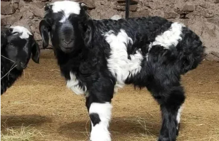 从羔羊到成年羊各类奇难杂病总结，赶紧收藏起来！