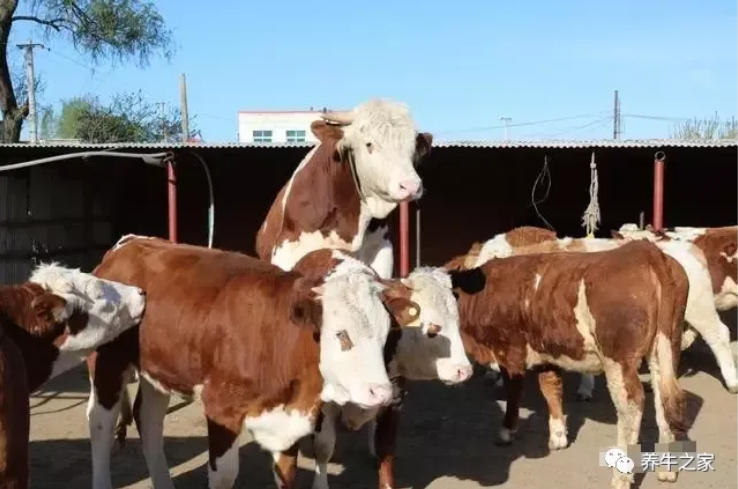 牛的体重计算方法，一眼看出牛的重量