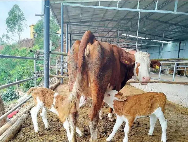 母牛生双犊学会这三招