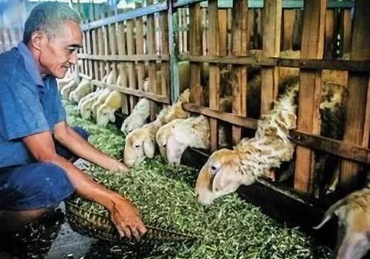 养羊“干喂和湿喂”到底哪个更好？听完老农的经验之谈，不纠结了