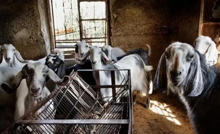 喂羊时可以把驱虫药拌在料里喂可以吗？