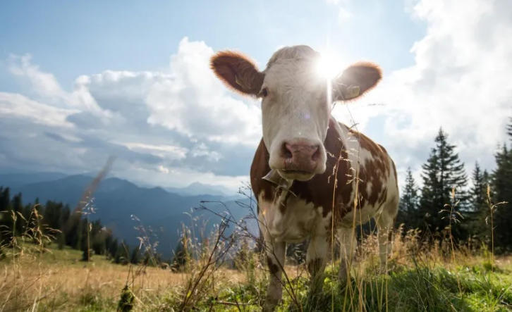 注射维生素E可提高母牛受胎率！真的？