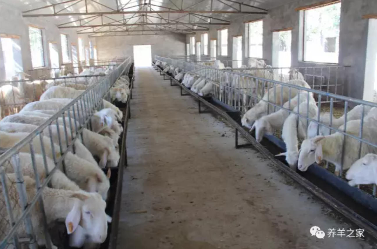 养羊饮水，一样有讲究！