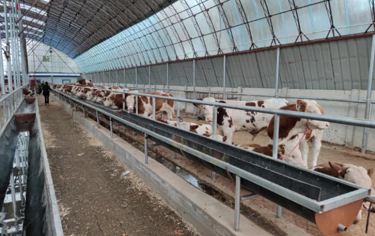 养40头牛，建牛舍只需2万，养殖户：2026年大干一场！