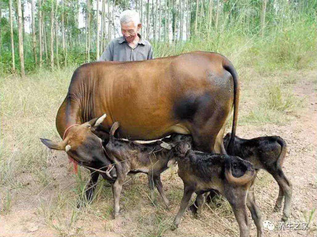这四个治牛病的土方你知道吗？不妨试试！