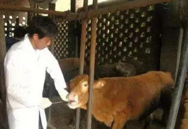 牛最近舌头烂，牛吐泡怎么回事？