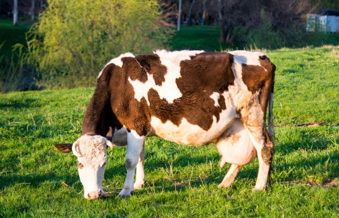 春季谨防，牛的这三种疾病！