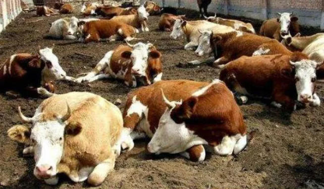 牛瘤胃积食的治疗方法,养牛人必学