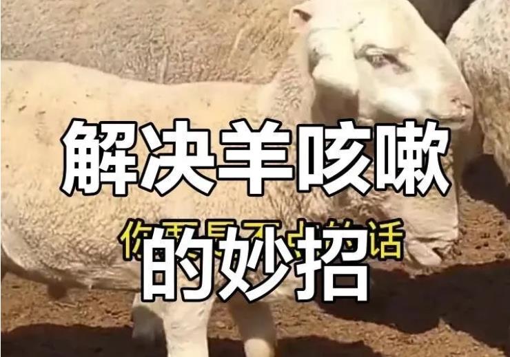 羊咳嗽别乱治！分清症状再下药，一招止咳不反复｜养羊人必须收藏
