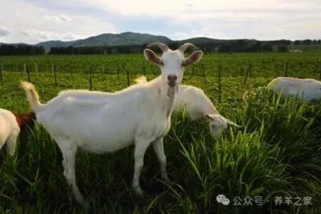 羊突然不吃草？别乱打针！6种症状一眼辨，一招救回来！养殖户快存！