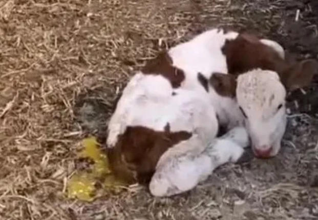 春季犊牛拉稀，不用打针也能搞定