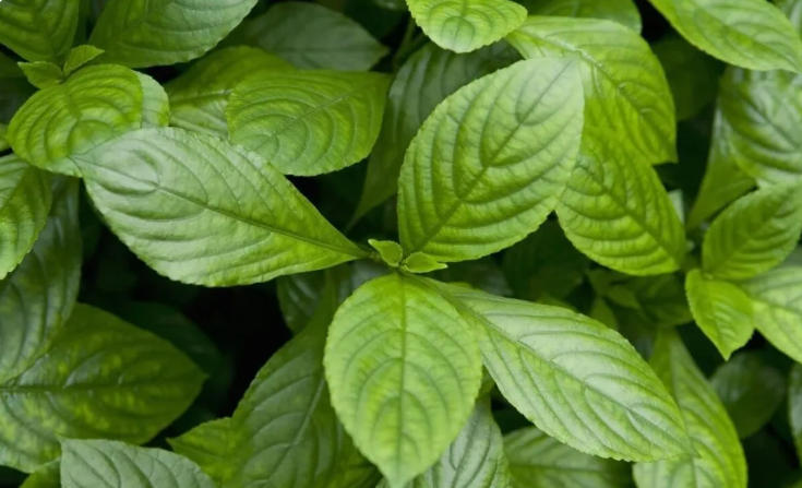 天热了，羊上火高发期，羊上火症状及治疗