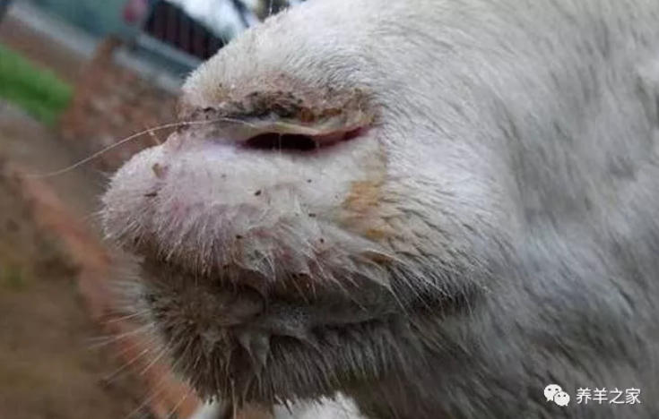 羊传染性脓包的病因及防治方法，快收藏！