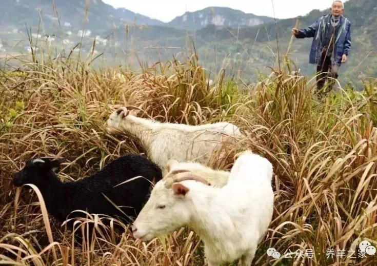 这几种危害羔羊的罪魁，养羊人一定要了解