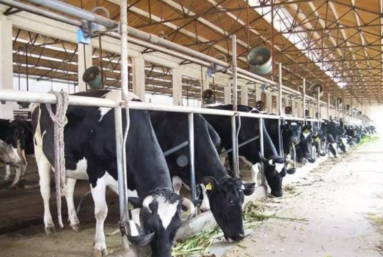 现代化养牛不可缺少的养殖设备