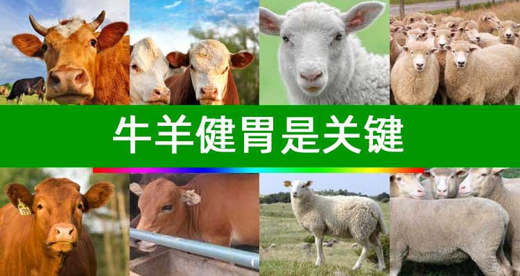 健胃消食剂_02.jpg