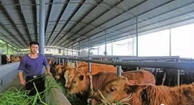 春季牛体表寄生虫高发，大家一定要记住这几种防止方法