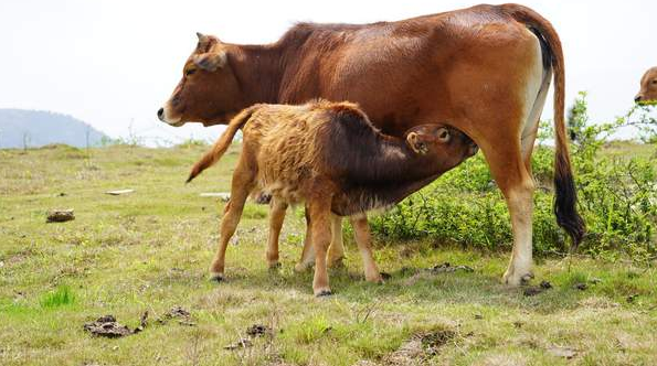 母牛屡配不孕的原因和解决办法