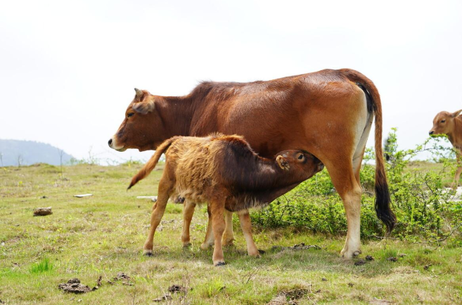 母牛快要生产的几个明显症状，看看你家的牛有没有