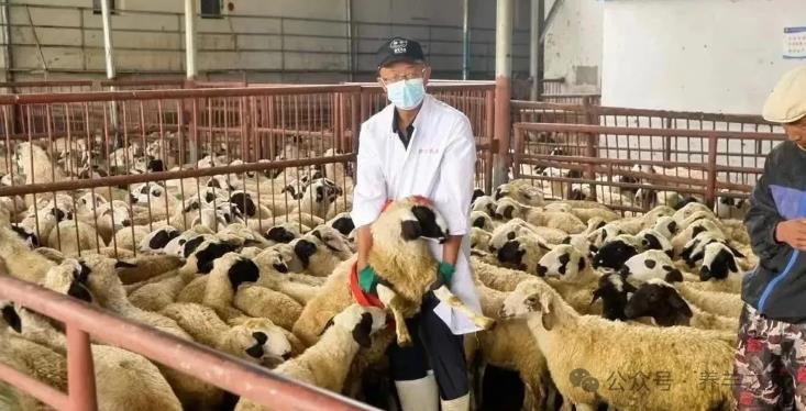 啥情况？高于市场价收购，100万只锡林郭勒羊被提前锁定！
