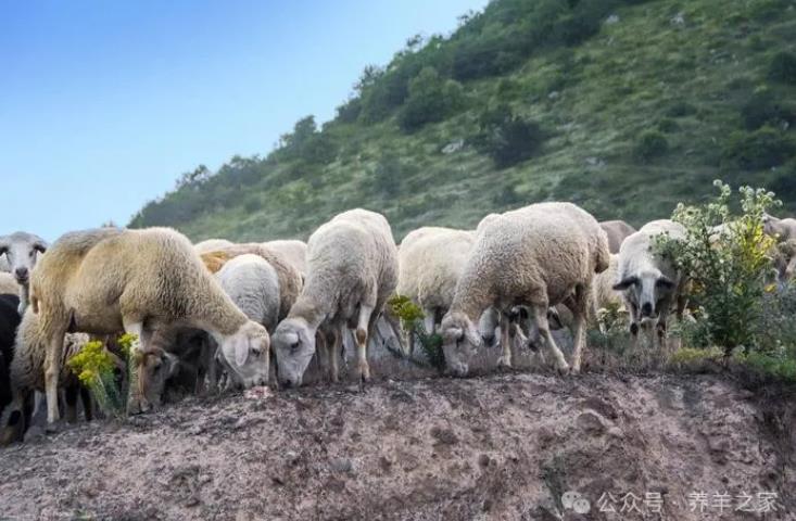 未来一周内牛羊价格可能迎来涨价