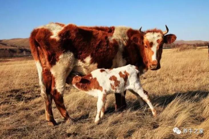10分钟学会，解决母牛胎衣不下的难题！