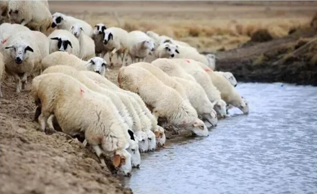 给羊饮水没那么简单，这5点值得注意
