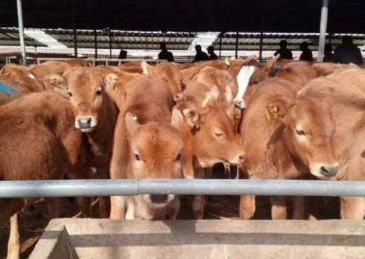 牛生病前兆，让牛快速上膘的饲喂方法