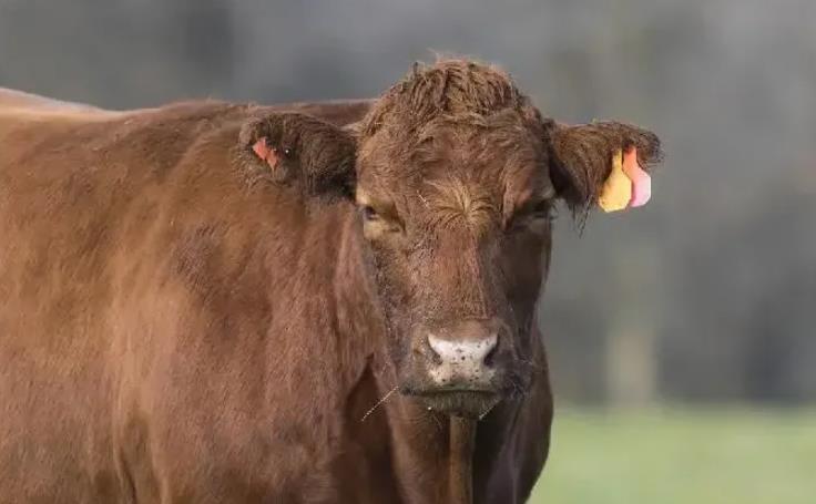 为什么育肥牛越养越油呢？主要原因有两种!