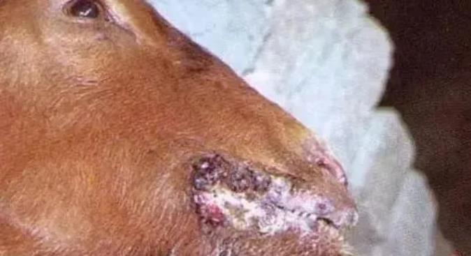 羊流鼻涕不能小看，可能的5种症状！养羊的得注意了！