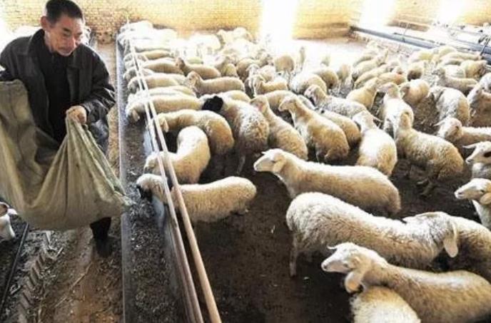 养羊晚上喂饲料好处太多！