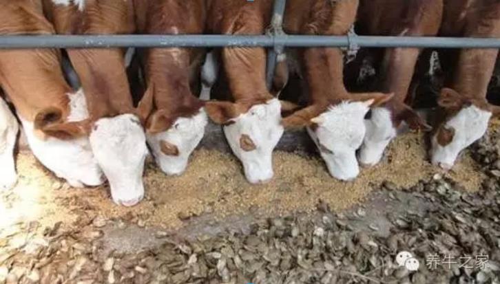 天冷这3种牛病进入高发期，防御工作这样做！