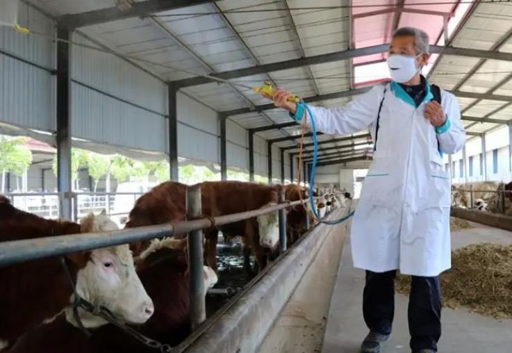 牛食欲差？就用这5招轻松调理好！