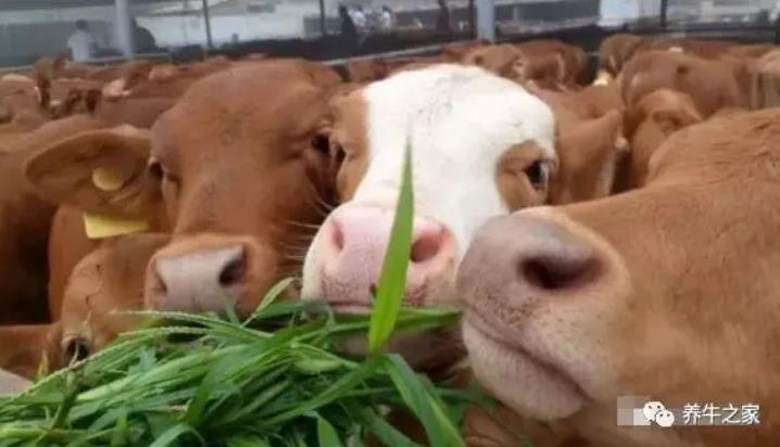 头胎母牛：什么时候配种是最佳时间？