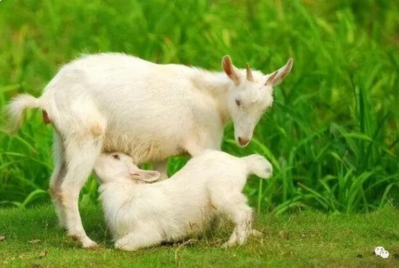 产羔旺季，怎样提高羔羊成活率？这几点是关键