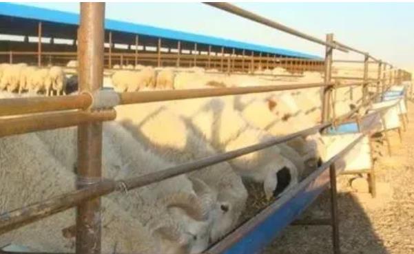 养羊不喂料，等于瞎胡闹。羊喂料的4个窍门！