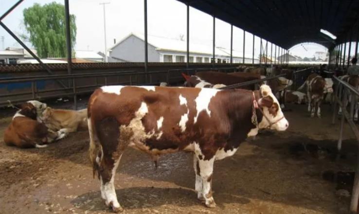 肉牛在哪个阶段生长最快？！